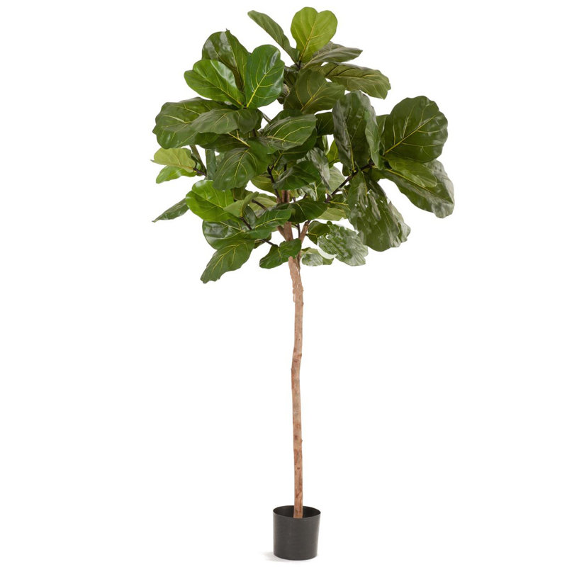 Large Silk Fiddle Leaf Fig Tree in Pot & Reviews Joss & Main